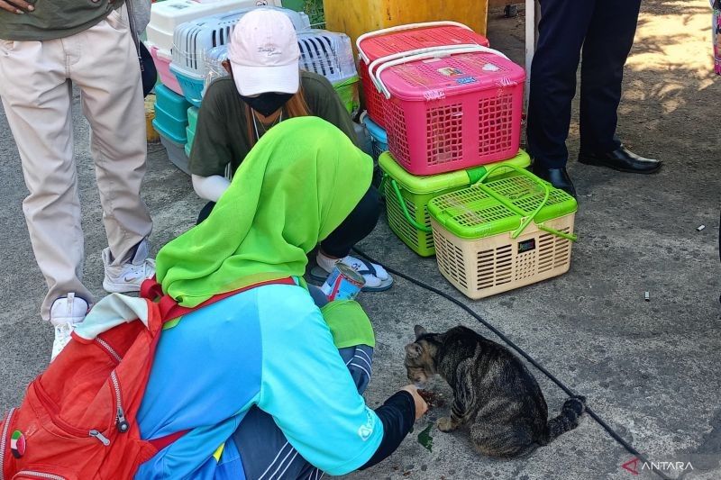328 Kucing di Jaktim Sudah Disterilisasi, Program Cegah Rabies Berlanjut