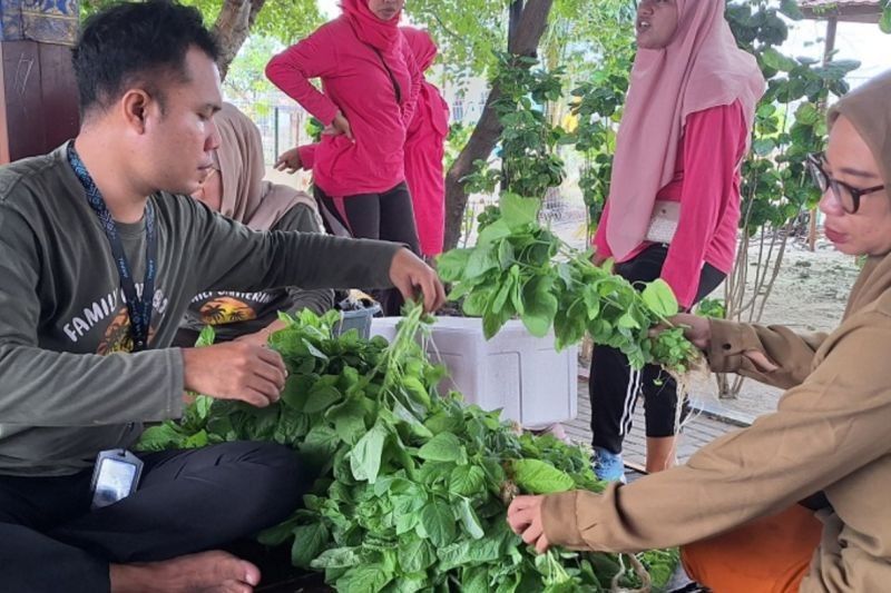 Kepulauan Seribu Sukses Kembangkan Pertanian Hidroponik, Wujudkan Ketahanan Pangan di Lahan Terbatas