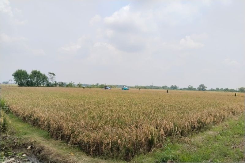 Petani Karawang Raih Untung Berlipat: Biaya Produksi Turun, Panen Padi Melonjak Lewat Pertanian Sirkular