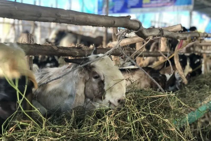 DKPP Sumsel Larang Pedagang Hewan Kurban Jualan di Pinggir Jalan