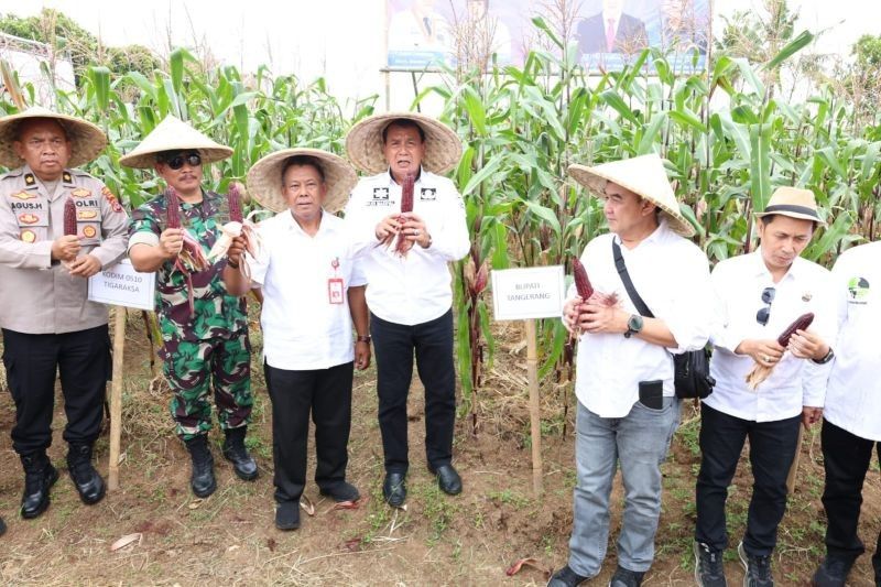 Kabupaten Tangerang Dorong Diversifikasi Pangan Lewat Produksi Jagung Pulut