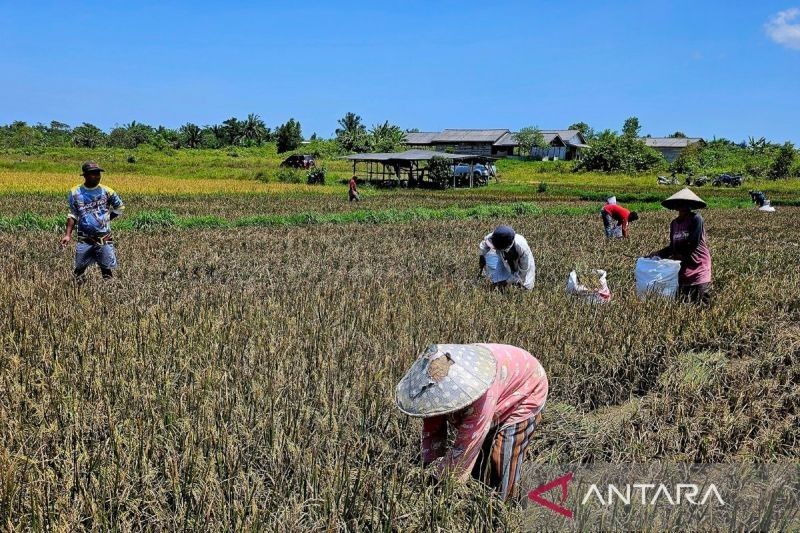 Kedaulatan Pangan di Natuna: Kolaborasi Petani dan Pemerintah Menuai Hasil