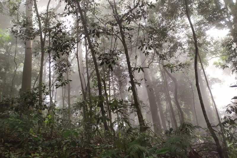 PEMA Aceh Siapkan 100 Ribu Hektare Lahan untuk Pengembangan Karbon Berbasis Alam