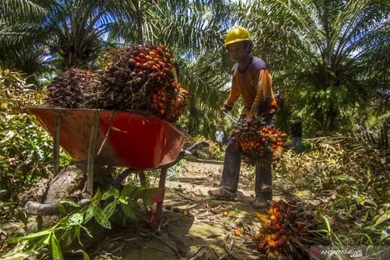 SPKS Desak BPDPKS Permudah Akses Dana Sertifikasi Sawit Berkelanjutan