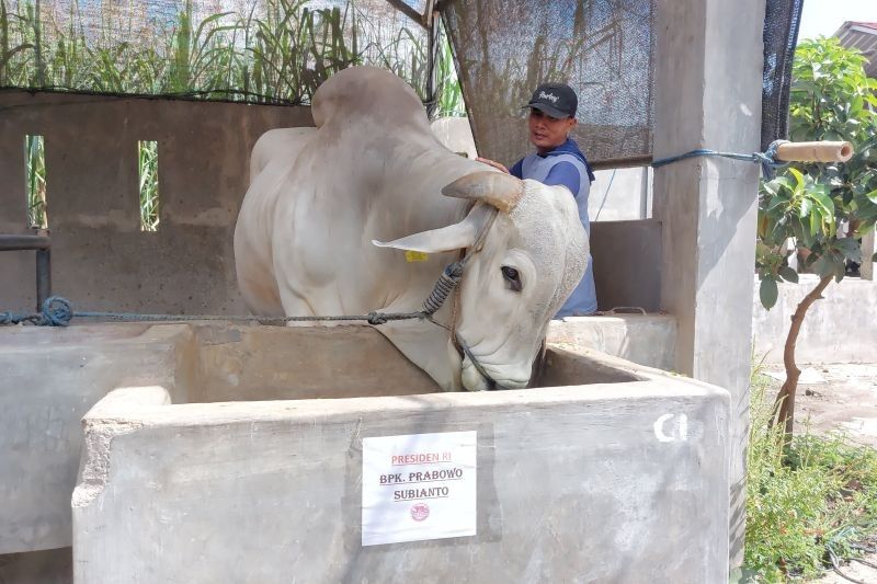Sapi Warga Kediri Terpilih, Jadi Hewan Kurban Presiden Prabowo di Idul Adha 2025!