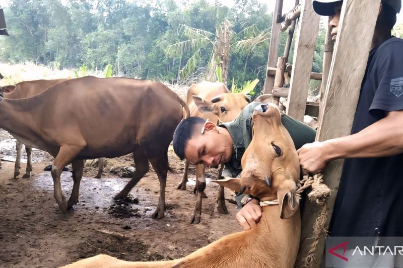 Stok Hewan Kurban di OKU Timur Aman Jelang Idul Adha