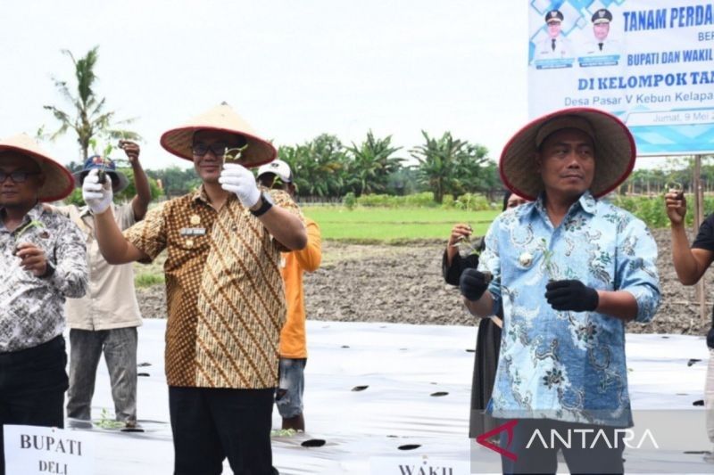 Deli Serdang Fokus Tingkatkan Produksi Cabai Merah untuk Kendalikan Inflasi
