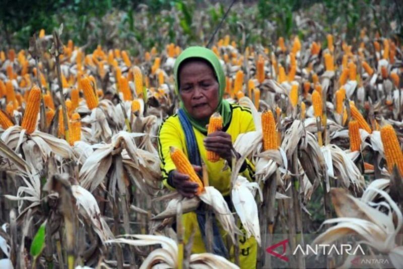 Koperasi Ternak Sumut Borong 2.050 Ton Jagung Pipil Bulog