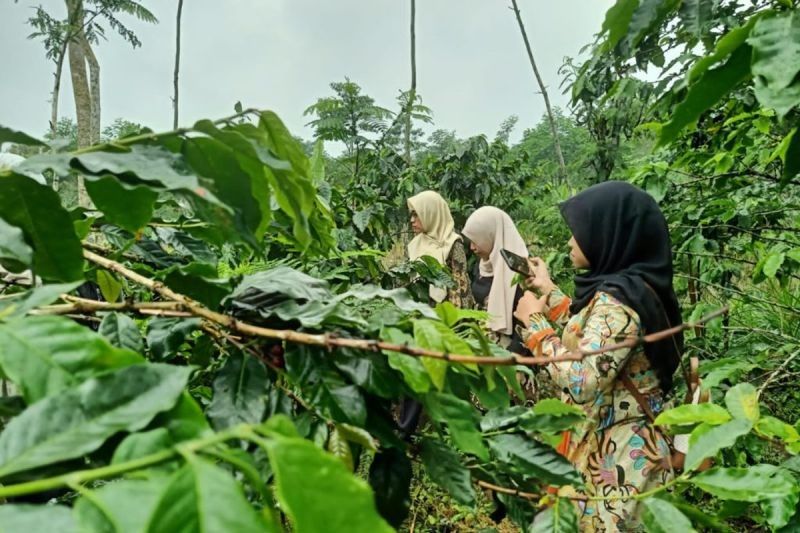 Pemkab Probolinggo Bentuk MPIG untuk Lindungi Kopi Arabika Lokal
