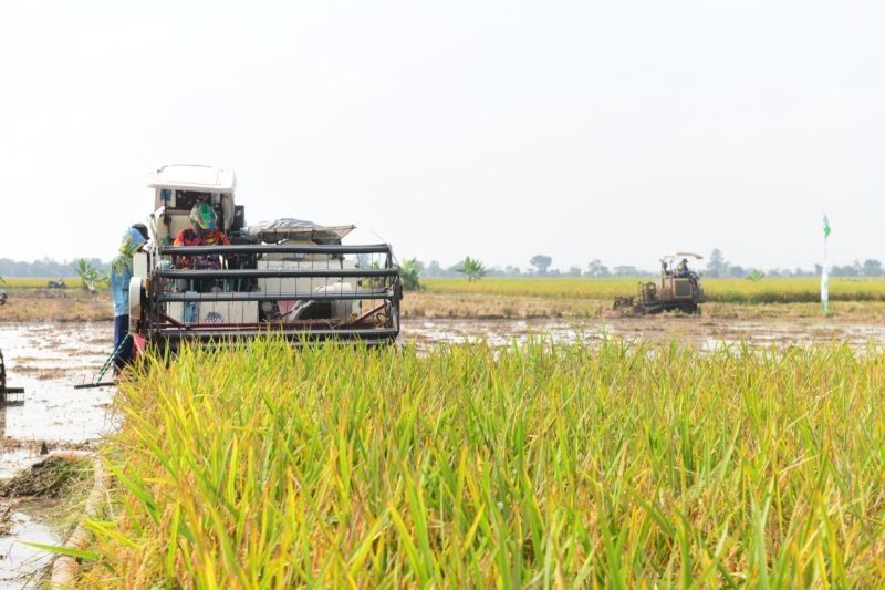 Teknologi Percepat Panen Padi Indramayu, Dorong Produksi Nasional