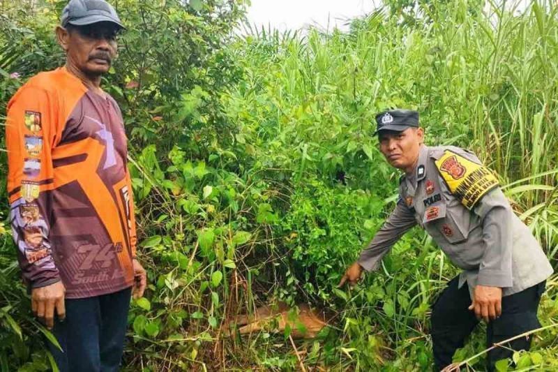 Harimau Sumatera Mangsa Sapi Kepala Desa di Aceh Timur