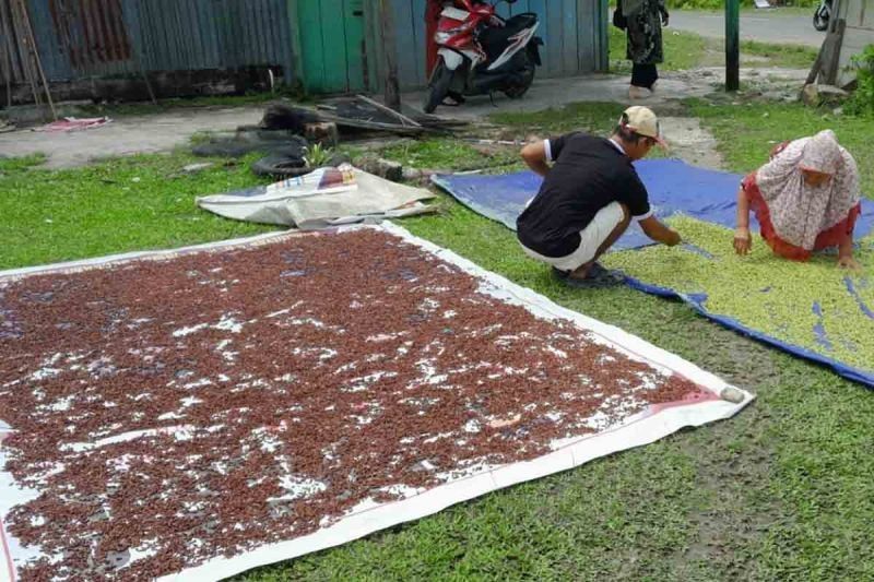 Harga Cengkih di Simeulue Tembus Rp100.000 per Kilogram!