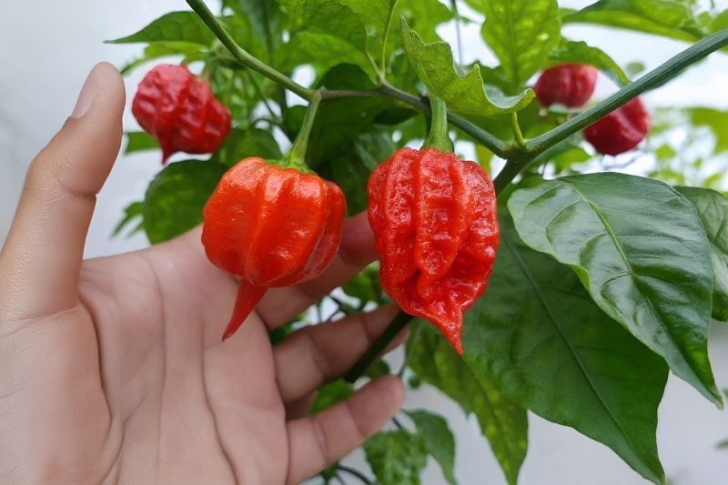 Cabai Carolina Reaper: Madiun Kembangkan Cabai Terpedas di Dunia
