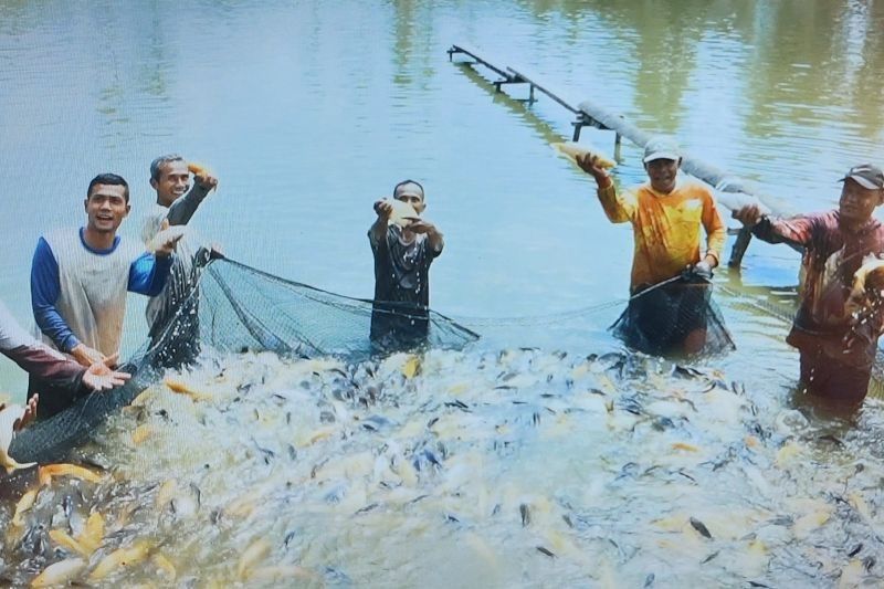 Produksi Ikan Tawar Pasaman Lampaui Target: 14.264 Ton di Triwulan I 2025!