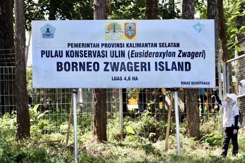 Kalsel Rawat 3.000 Pohon Ulin di Tahura Sultan Adam: Upaya Lestarikan Kayu Terkuat Kalimantan