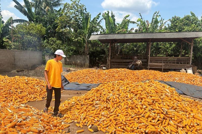 Harga Jagung Anjlok, Petani Lampung Timur Menjerit