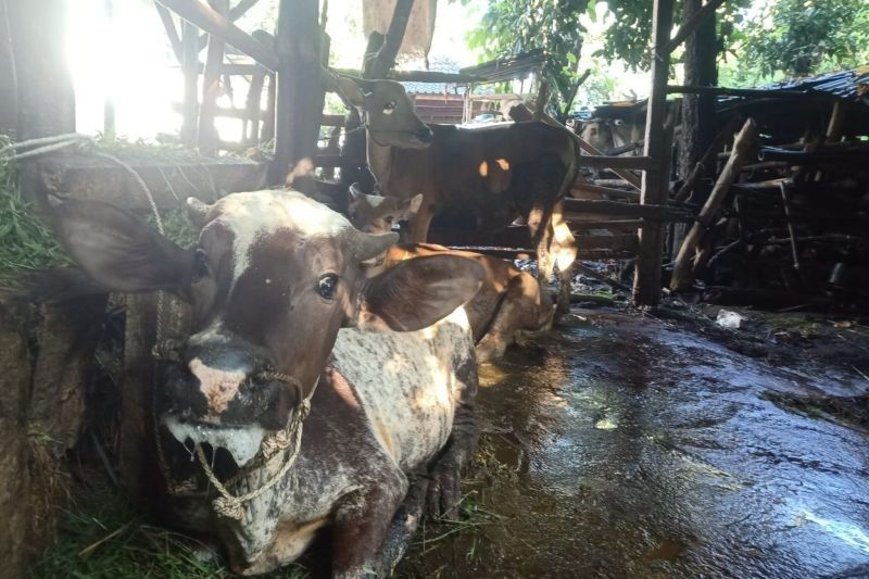Distan Lombok Tengah Tangani PMK pada Sapi, Jelang Idul Adha Pengawasan Diperketat