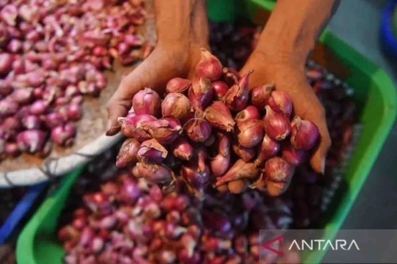 Harga Bawang Merah Turun! Bapanas Catat Harga Pangan Terbaru di Indonesia