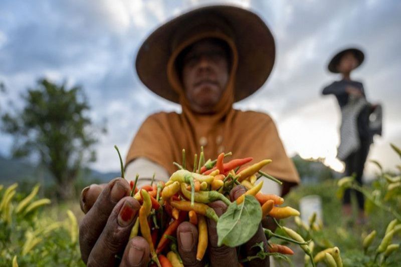 Produksi Cabai Rawit Sulteng Melimpah: Surplus 2.399 Ton dalam Lima Bulan!