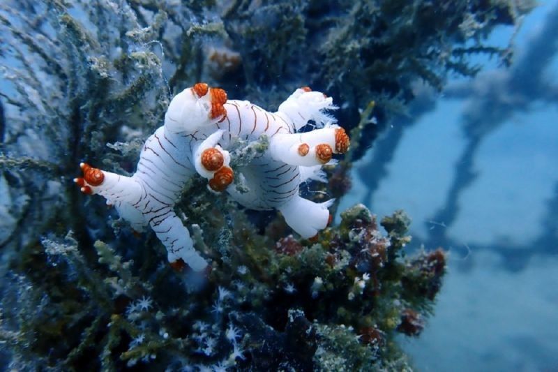 PT Timah Tenggelamkan 7.680 Terumbu Karang Buatan untuk Lestarikan Laut Bangka Belitung dan Kepri