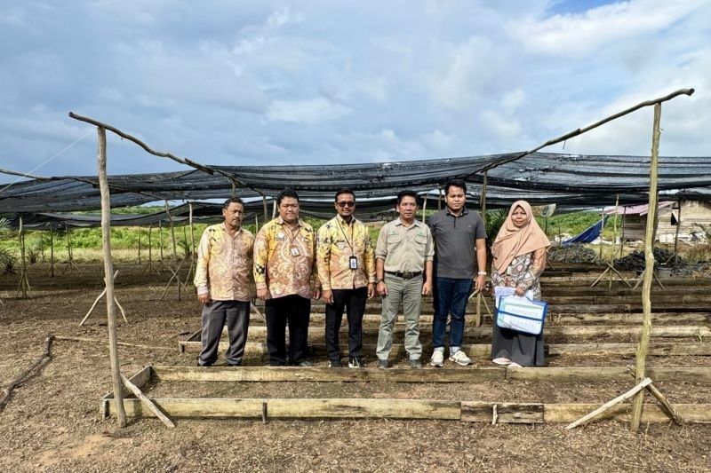 Kalsel Sediakan Layanan Rekomendasi Izin Usaha Produksi Benih Sawit untuk Tekan Peredaran Ilegal