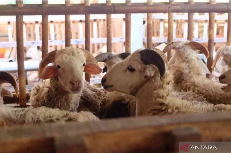 Menjelang Idul Adha, Lapak Hewan Kurban Ramai di Cikarang, Bekasi