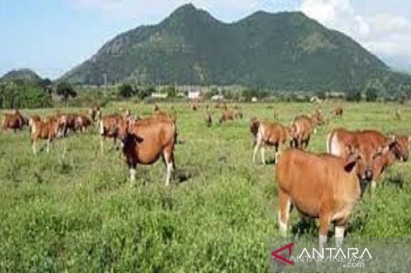 Stok Hewan Kurban di Sulawesi Tenggara Melimpah Jelang Idul Adha 2025