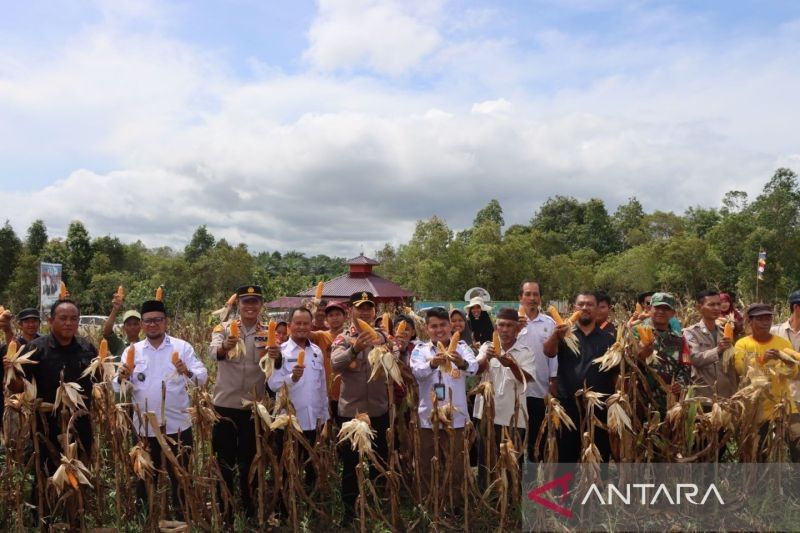 Polisi Bangka Barat Dukung Panen Perdana Jagung Ketahanan Pangan di Airlimau