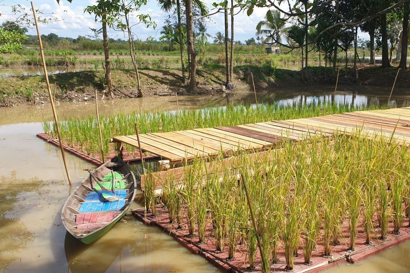 Dintan TPH Sumsel Genjot Optimasi Lahan Demi Ketahanan Pangan