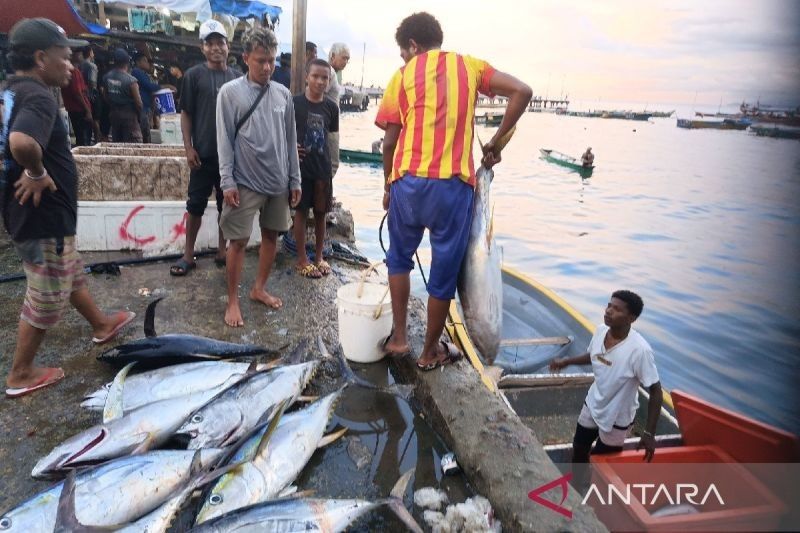 Ikan Tuna, Tongkol, dan Cakalang: Produk Unggulan Perikanan Jayapura