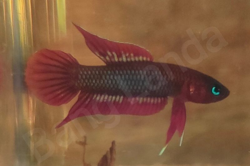 Tanggokers dan Pemkab Bangka Selatan Jalin Kerja Sama Selamatkan Ikan Tempalak Mirah dari Kepunahan