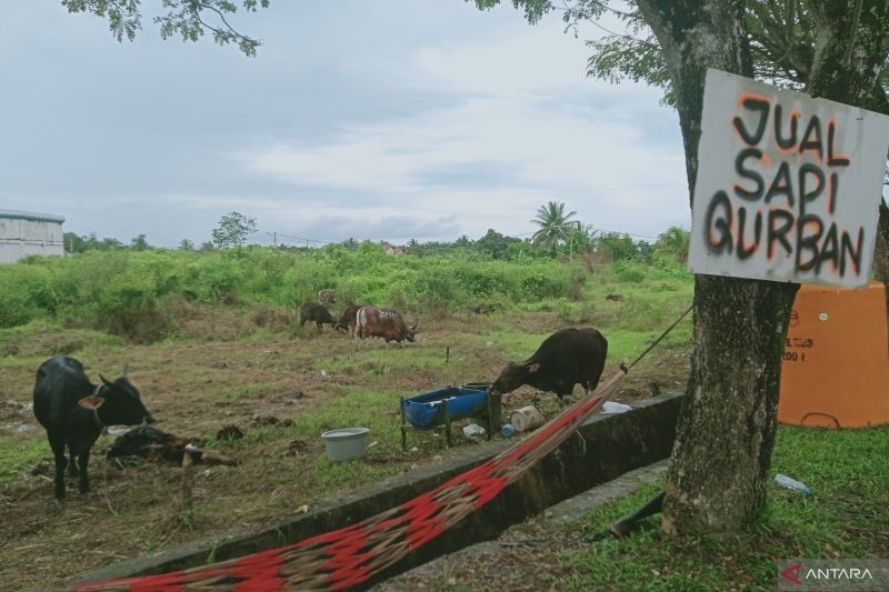 Penajam Paser Utara Pastikan Daging Kurban Aman Konsumsi Jelang Idul Adha 2025