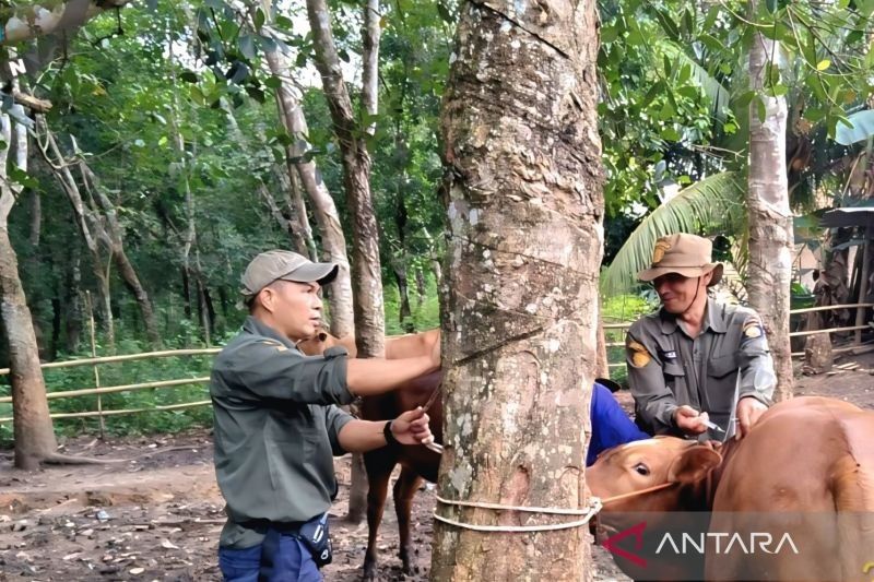OKU Bentuk Tim Pengawas Hewan Kurban Jelang Idul Adha, Cegah Penyakit Menular!