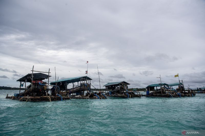 Koperasi Timah Merah Putih: Solusi Atasi Tambang Ilegal di Bangka Belitung?