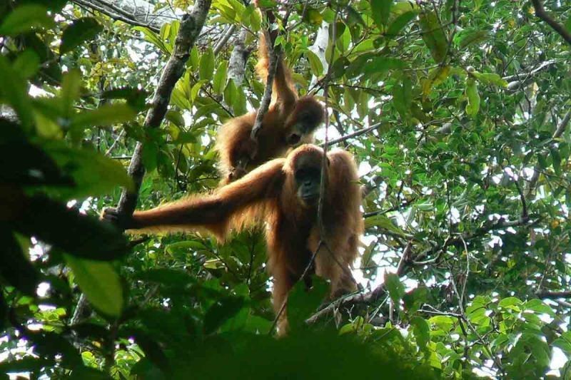 Pemkab Aceh Selatan Bahas Pengelolaan Tahura Trumon dengan Kemenhut