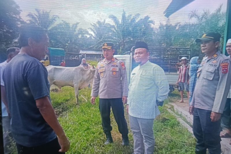 Pasaman Barat Periksa Kesehatan Hewan Ternak Jelang Idul Adha: Waspada PMK!