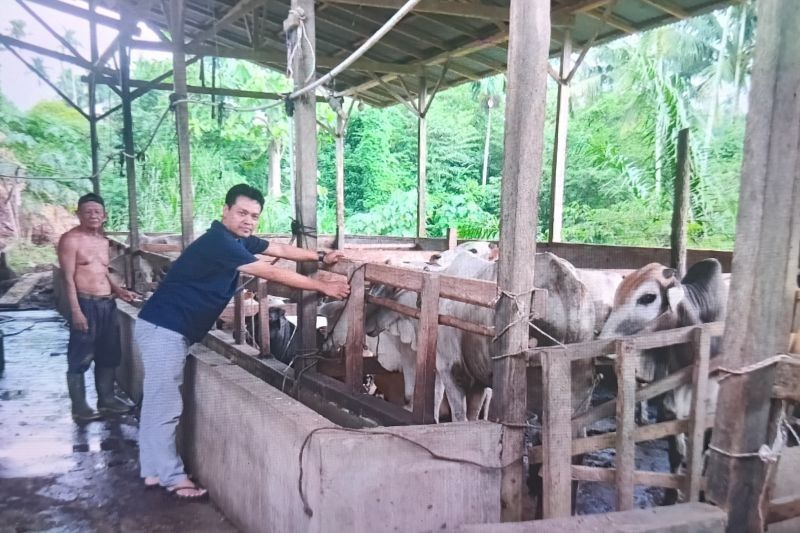 Permintaan Hewan Kurban di Pasaman Naik Jelang Idul Adha 2025