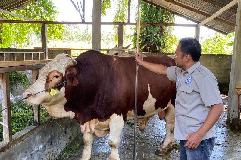 Sapi Simental Pasaman Barat Diusulkan Jadi Hewan Kurban Presiden Prabowo