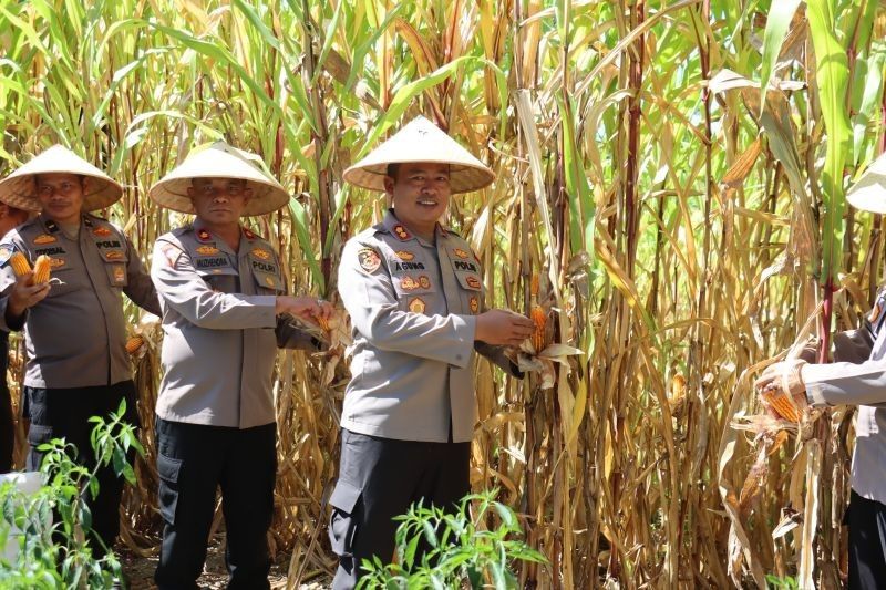 Polres Pasaman Barat Sukses Panen Jagung di Lahan Tidur, Inspirasi Ketahanan Pangan Nasional