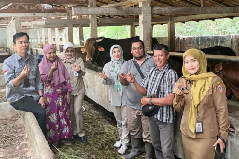 Stok Hewan Kurban di Kalsel 2025 Melimpah: 25.752 Ekor Siap Sembelih!