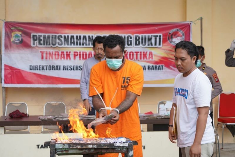 Polda Papua Barat Musnahkan 353 Gram Ganja, Seorang Pelaku Masih di Bawah Umur