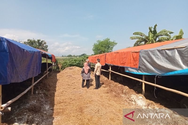 Hewan Kurban di Bantul Cukup untuk Idul Adha 1446 H, Pemkab Pastikan!