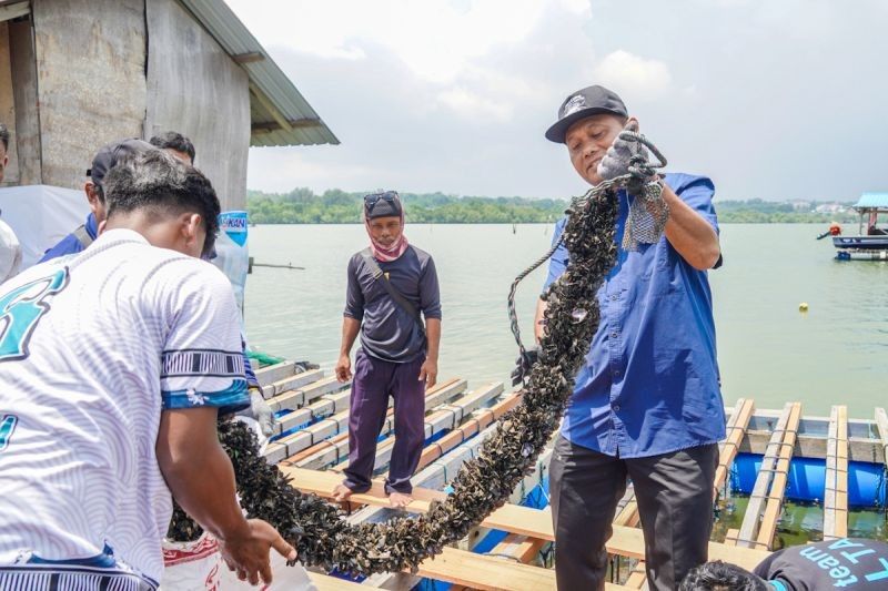 KKP Sukseskan Model Budidaya Lobster di Batam, Dongkrak Pendapatan Pembudidaya Kerang
