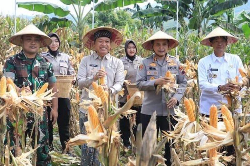 Polres Kudus Panen Jagung Perdana, Wujud Swasembada Pangan di Kudus
