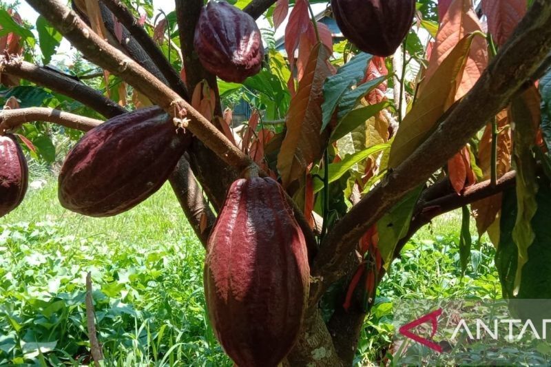 BI Sulsel Dorong Kejayaan Kakao Sulawesi Selatan Kembali