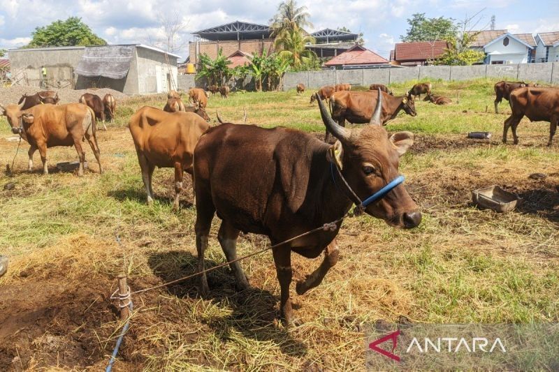 Lebih dari 1.900 Hewan Kurban Masuk Kotim Jelang Idul Adha