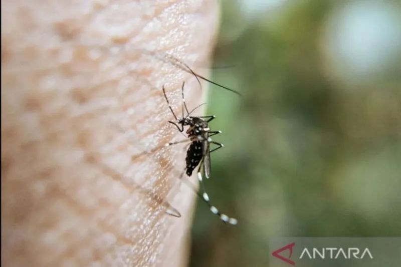 17 Warga Riau Meninggal Akibat DBD Hingga April 2025, Dinkes: Jaga Kebersihan Lingkungan!