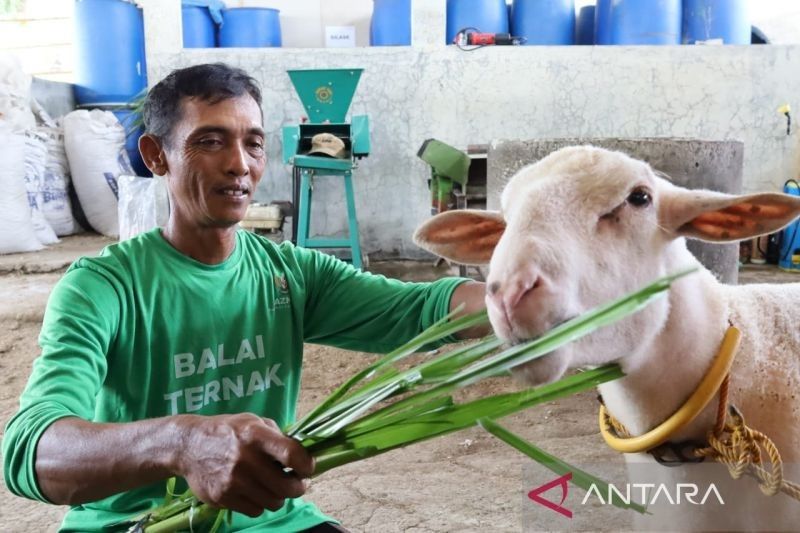Baznas Blora: Program Balai Ternak Dorong Peternak Lokal Menuju Kesejahteraan