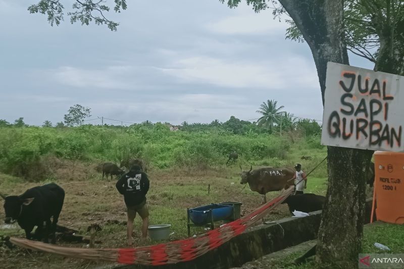 Penajam Paser Utara Siapkan 1.200 Hewan Kurban untuk Idul Adha 2025, Jaminan Kesehatan Terjamin