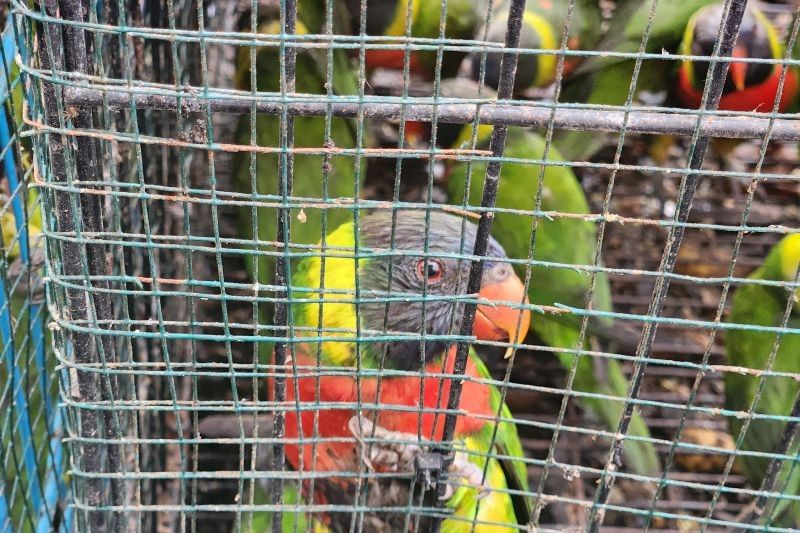 Gagalkan Penyelundupan 81 Ekor Burung di NTB, Sinergi Karantina dan BKSDA Selamatkan Satwa Langka